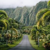 Lush vegetation in Hawaii