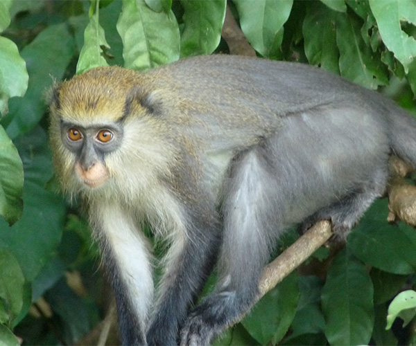 Untamed Travelling Cote d'Ivoire
