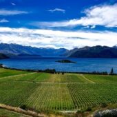 View of green vineyard surrounded by a lake