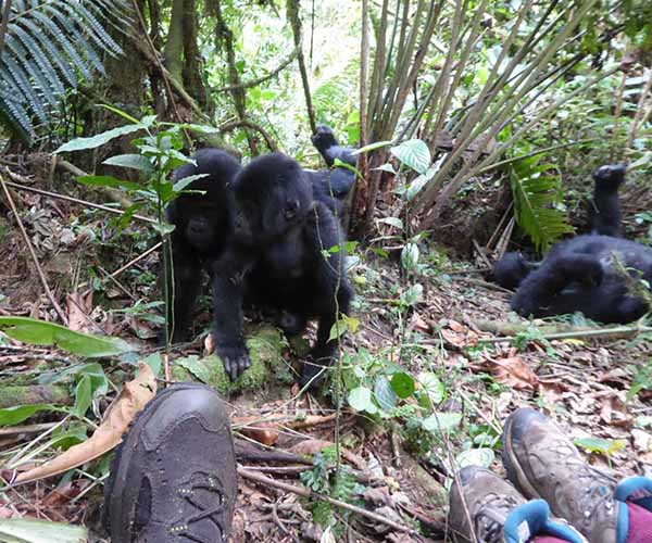Uganda's Gorilla Habituation Experience in Bwindi Impenetrable Forest