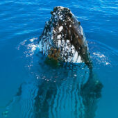 Maui whale watch boats and facts